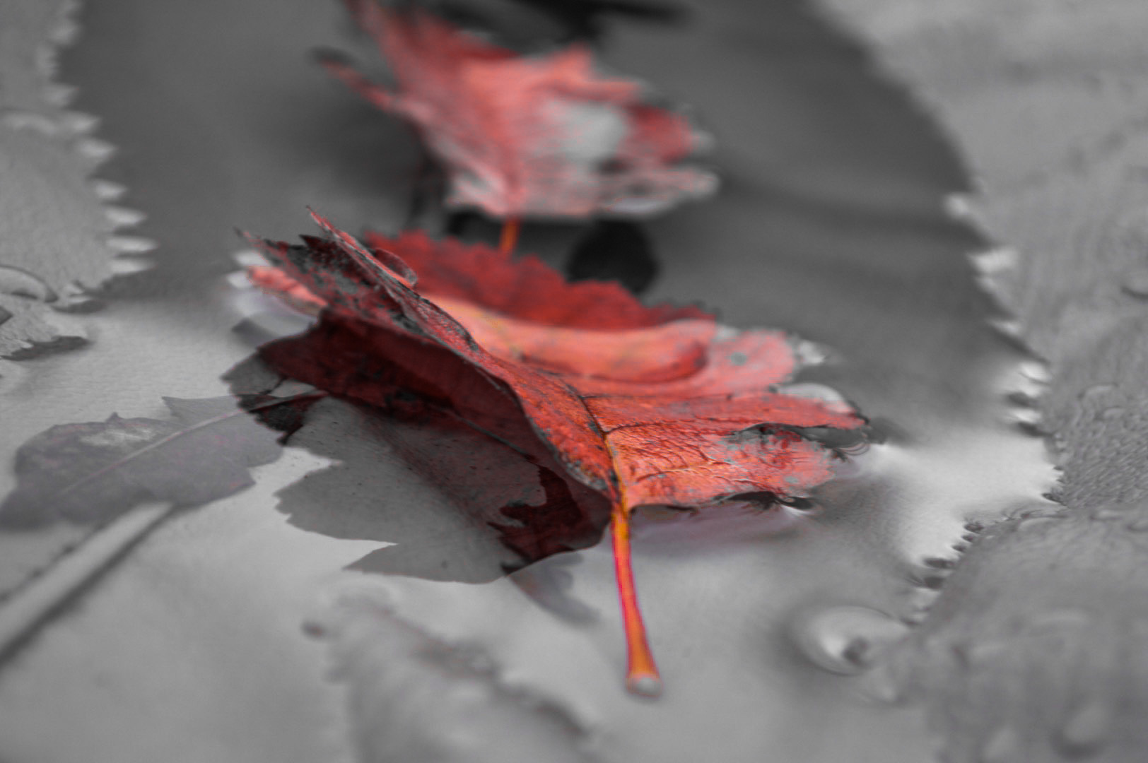 A pink leaf balanced in a puddle of water taken from a close up angle. The image is edited so that the background is black and white and the leaf is pink.